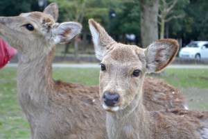 Todaiji Temple