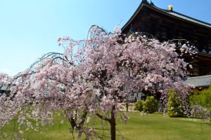 Todaiji Temple