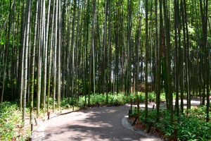 Arashiyama